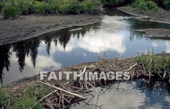 dam, beaver, nature, environment, natural, dams, natures, environments