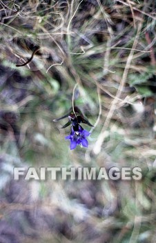 flower, natural, leaf, colourful, flora, stem, petal, environment, stalk, nature, plant, green, flowers, leaves, stems, petals, environments, stalks, natures, plants, greens