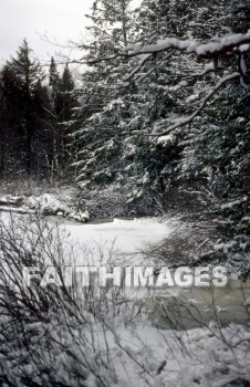 snow, winter, forest, Pond, Frozen, flora, shining, ice, lake, freeze, freezing, tree, wood, cold, frigid, nature, environment, natural, snows, winters, forests, ponds, ices, lakes, trees, woods