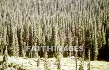 forest, tree, outside, scenery, environment, nature, grass, grassy, outdoors, wood, scenic, walkway, green, natural, forests, trees, outsides, sceneries, environments, natures, grasses, woods, greens