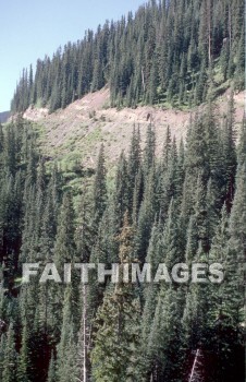 mountain, tree, outside, forest, treetrunks, foliage, environment, nature, leaf, outdoors, wood, natural, mountains, trees, outsides, forests, foliages, environments, natures, leaves, woods