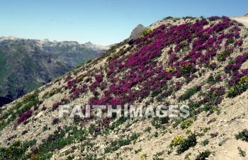 wildflower, outside, inspirational, Landscape, serenity, peacefulness, nature, environment, natural, wildflowers, outsides, landscapes, serenities, natures, environments