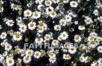daisy, flower, peacefulness, serenity, Landscape, timeless, inspirational, outside, scenery, nature, beauty, flora, environment, blooming, bloom, outdoors, plant, pretty, natural, daisies, flowers, serenities, landscapes, outsides, sceneries, natures
