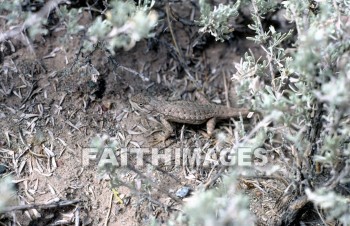 lizard, brush, tail, watching, mouth, animal, crawling, reptile, wildlife, nature, environment, natural, lizards, brushes, tails, mouths, animals, reptiles, natures, environments