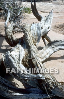 driftwood, knot, bark, twist, tangle, earth, creek, nature, ground, root, environment, natural, driftwoods, knots, barks, twists, tangles, earths, creeks, natures, grounds, roots, environments