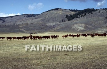 ranch, cattle, Colorado, mountain, land, field, forest, meadow, grass, countryside, farmland, wood, rural, nature, environment, natural, ranches, mountains, lands, fields, forests, meadows, grasses, countrysides, woods, natures