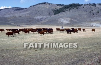 ranch, cattle, Colorado, mountain, land, field, forest, meadow, grass, countryside, farmland, wood, rural, nature, environment, natural, ranches, mountains, lands, fields, forests, meadows, grasses, countrysides, woods, natures