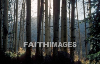 tree, mountain, leaf, outside, forest, outdoors, foliage, treetrunks, wood, environment, nature, natural, trees, mountains, leaves, outsides, forests, foliages, woods, environments, natures