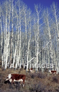 cattle, tree, Aspen, Colorado, autumn, animal, cow, steer, leaf, outside, forest, outdoors, treetrunks, wood, environment, nature, natural, trees, animals, cows, leaves, outsides, forests, woods, environments, natures