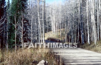 tree, road, Aspen, Colorado, spring, leaf, outside, forest, outdoors, foliage, treetrunks, trunk, season, wood, environment, summer, tranquil, nature, trees, roads, springs, leaves, outsides, forests, foliages, trunks