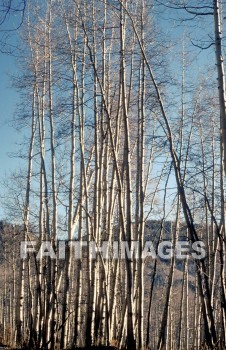 tree, Aspen, Colorado, leaf, outside, forest, outdoors, foliage, treetrunks, wood, environment, nature, natural, trees, leaves, outsides, forests, foliages, woods, environments, natures