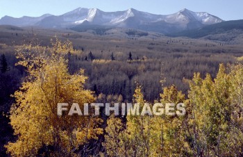 tree, Aspen, Colorado, outside, inspirational, Landscape, serenity, peacefulness, autumn, rrees, nature, environment, natural, trees, outsides, landscapes, serenities, natures, environments