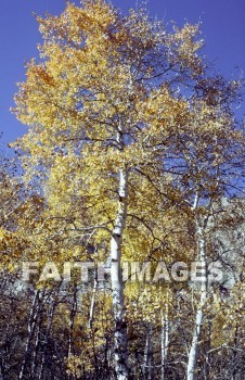 tree, Aspen, Colorado, nature, environment, wood, treetrunks, foliage, outdoors, forest, outside, leaf, autumn, natural, trees, natures, environments, woods, foliages, forests, outsides, leaves