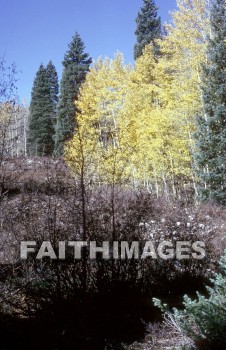 tree, Aspen, Colorado, nature, environment, wood, treetrunks, foliage, outdoors, forest, outside, leaf, autumn, natural, trees, natures, environments, woods, foliages, forests, outsides, leaves