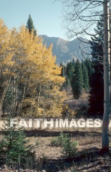 tree, Aspen, Colorado, road, leaf, outside, forest, outdoors, foliage, treetrunks, wood, environment, nature, autumn, natural, trees, roads, leaves, outsides, forests, foliages, woods, environments, natures