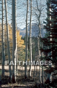 tree, Aspen, Colorado, road, leaf, outside, forest, outdoors, foliage, treetrunks, wood, environment, nature, autumn, natural, trees, roads, leaves, outsides, forests, foliages, woods, environments, natures