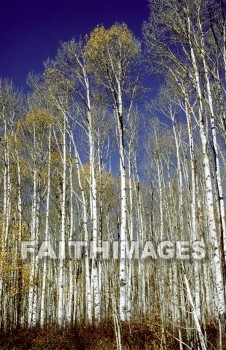 tree, Aspen, Colorado, leaf, outside, forest, outdoors, foliage, treetrunks, wood, environment, nature, autumn, natural, trees, leaves, outsides, forests, foliages, woods, environments, natures