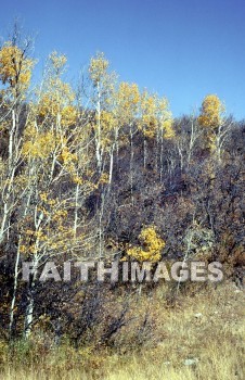 tree, Aspen, Colorado, leaf, outside, forest, outdoors, foliage, treetrunks, wood, environment, nature, autumn, natural, trees, leaves, outsides, forests, foliages, woods, environments, natures