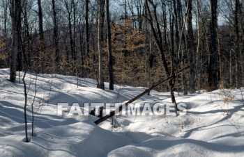 snow, wood, forest, winter, Pond, Frozen, flora, shining, ice, lake, freeze, freezing, tree, cold, frigid, nature, environment, natural, snows, woods, forests, winters, ponds, ices, lakes, trees