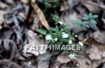 flower, leaf, natural, colourful, flora, stem, petal, environment, stalk, nature, plant, green, flowers, leaves, stems, petals, environments, stalks, natures, plants, greens