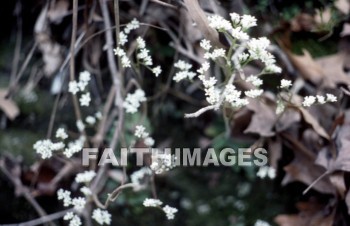 flower, natural, leaf, colourful, flora, stem, petal, environment, stalk, nature, plant, green, flowers, leaves, stems, petals, environments, stalks, natures, plants, greens