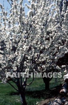 flower, tree, green, plant, nature, stalk, environment, petal, stem, flora, colourful, leaf, natural, flowers, trees, greens, plants, natures, stalks, environments, petals, stems, leaves