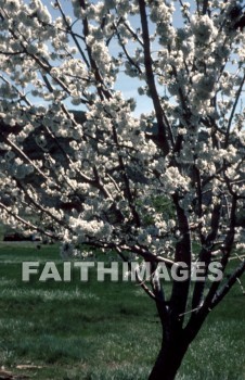 flower, tree, bloom, leaf, outside, forest, outdoors, foliage, treetrunks, wood, environment, nature, natural, flowers, trees, blooms, leaves, outsides, forests, foliages, woods, environments, natures