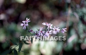 flower, purple, natural, leaf, colourful, flora, stem, petal, environment, stalk, nature, plant, green, flowers, purples, leaves, stems, petals, environments, stalks, natures, plants, greens