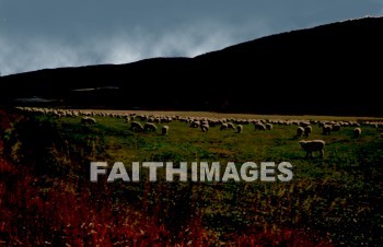 ranch, Colorado, sheep, rural, wood, farmland, countryside, grass, meadow, forest, field, land, animal, grazing, cloud, Valley, nature, environment, natural, ranches, woods, countrysides, grasses, meadows, forests, fields
