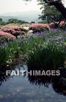 flower, stream, mountain, Valley, tree, natural, leaf, colourful, flora, stem, petal, environment, stalk, nature, plant, green, flowers, streams, mountains, valleys, trees, leaves, stems, petals, environments, stalks