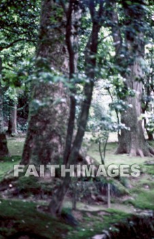 tree, leaf, outside, forest, outdoors, foliage, treetrunks, wood, environment, nature, natural, trees, leaves, outsides, forests, foliages, woods, environments, natures