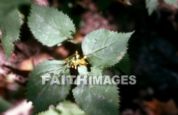 leaf, flower, green, plant, nature, stalk, environment, petal, stem, flora, colourful, natural, leaves, flowers, greens, plants, natures, stalks, environments, petals, stems