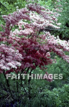 flower, tree, bloom, leaf, outside, forest, outdoors, foliage, treetrunks, wood, environment, nature, natural, flowers, trees, blooms, leaves, outsides, forests, foliages, woods, environments, natures