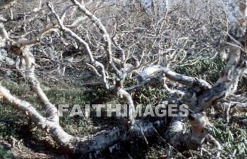 root, dead, knot, bark, twist, tangle, earth, creek, nature, growing, leaf, ground, plant, tree, death, environment, natural, roots, knots, barks, twists, tangles, earths, creeks, natures, leaves