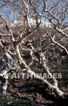 tree, plant, root, ground, leaf, growing, nature, creek, earth, tangle, twist, bark, knot, dead, environment, natural, trees, plants, roots, grounds, leaves, natures, creeks, earths, tangles, twists