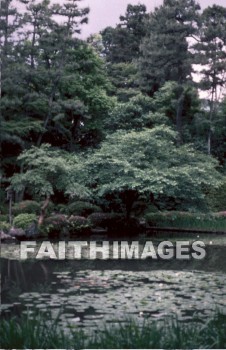 tree, Japan, leaf, outside, forest, outdoors, foliage, treetrunks, wood, environment, nature, natural, trees, leaves, outsides, forests, foliages, woods, environments, natures