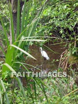 egret, bird, creature, animal, outside, grass, grassland, plain, outdoors, wildlife, birds, creatures, animals, outsides, grasses, grasslands, plains