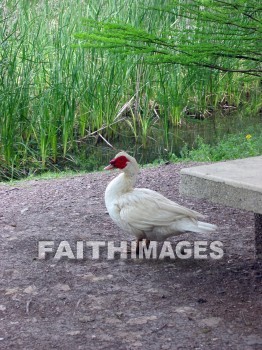 goose, bird, animal, wildlife, outdoors, outside, creature, geese, birds, animals, outsides, creatures