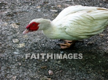 goose, bird, animal, wildlife, outdoors, outside, creature, geese, birds, animals, outsides, creatures