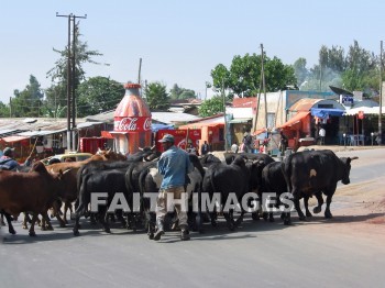 cattle, animal, wildlife, outdoors, plain, grassland, grass, outside, mammal, beast, creature, critter, animals, plains, grasslands, grasses, outsides, mammals, beasts, creatures