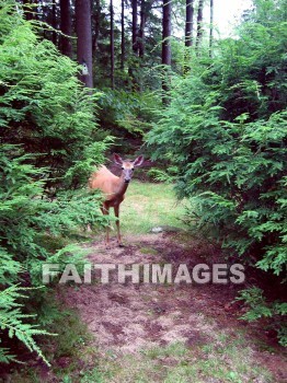 deer, critter, creature, beast, animal, mammal, outside, grass, grassland, plain, outdoors, wildlife, tree, bush, wood, forest, creatures, beasts, animals, mammals, outsides, grasses, grasslands, plains, trees, bushes