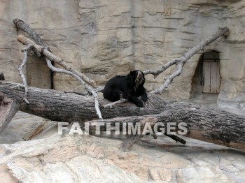 bear, animal, wildlife, outdoors, plain, outside, mammal, beast, creature, critter, zoo, bears, animals, plains, outsides, mammals, beasts, creatures, zoos