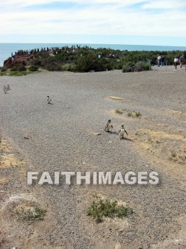 penguin, Magellan, Puerto, Madryn, Argentina, animal, south, america, wildlife, outdoors, outside, creature, penguins, animals, outsides, creatures