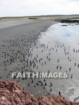 penguin, animal, south, america, wildlife, outdoors, plain, grassland, grass, outside, mammal, beast, creature, critter, pet, stray, varmint, penguins, animals, plains, grasslands, grasses, outsides, mammals, beasts, creatures