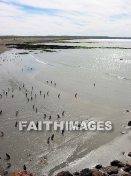 penguin, animal, south, america, wildlife, outdoors, plain, grassland, grass, outside, mammal, beast, creature, critter, pet, stray, varmint, penguins, animals, plains, grasslands, grasses, outsides, mammals, beasts, creatures