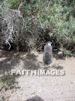 penguin, animal, south, america, wildlife, outdoors, plain, grassland, grass, outside, mammal, beast, creature, critter, pet, stray, varmint, penguins, animals, plains, grasslands, grasses, outsides, mammals, beasts, creatures