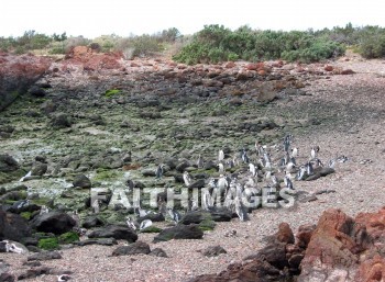 penguin, animal, south, america, wildlife, outdoors, plain, grassland, grass, outside, mammal, beast, creature, critter, pet, stray, varmint, penguins, animals, plains, grasslands, grasses, outsides, mammals, beasts, creatures