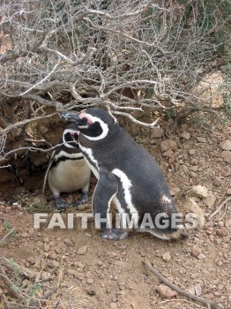 penguin, animal, south, america, wildlife, outdoors, plain, grassland, grass, outside, mammal, beast, creature, critter, pet, stray, varmint, penguins, animals, plains, grasslands, grasses, outsides, mammals, beasts, creatures