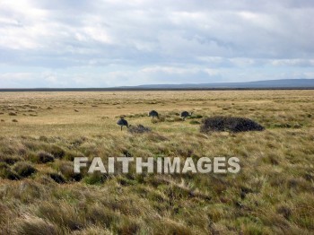 Rhea, animal, south, america, bird, outdoors, plain, grassland, grass, outside, creature, rheas, animals, birds, plains, grasslands, grasses, outsides, creatures