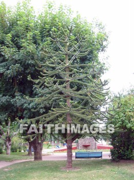 park, south, america, tree, evergreen, Puerto, Madryn, Argentina, custom, community, current, present-day, Present, parks, trees, evergreens, customs, communities, presents